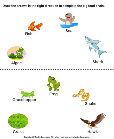 Complete The Food Chain Fill In Arrows Worksheet