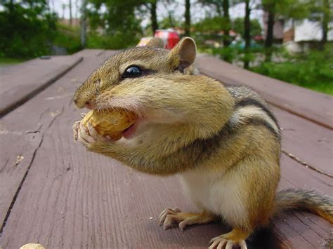 Chipmunks Animals Facts And Latest Pictures The Wildlife