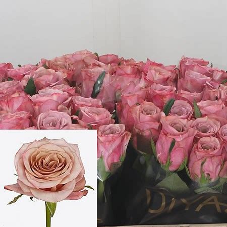 Rose Moon Dust 50cm Wholesale Dutch Flowers Florist Supplies UK