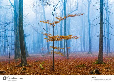 Fantasy Forest With Fog And Orange Leaves A Royalty Free Stock Photo