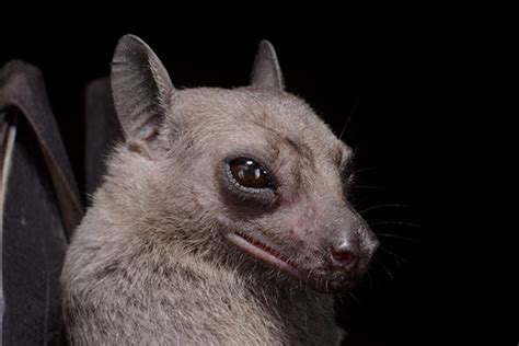 Facts About Egyptian Fruit Bats Some Interesting Facts