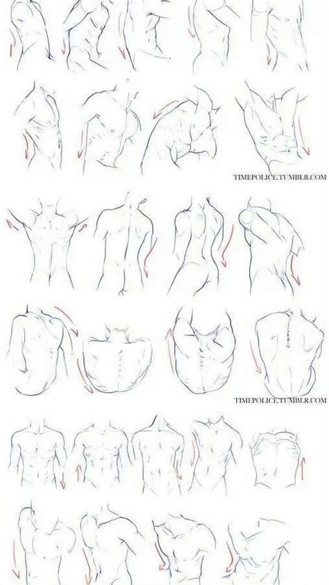 Male Anatomy Studys Male Figure Drawing Human Anatomy Drawing Anime