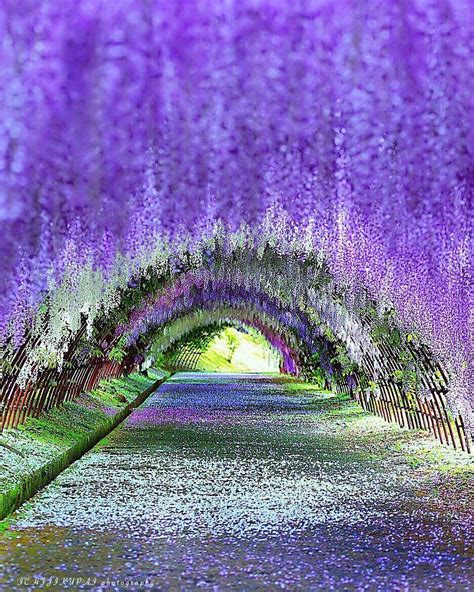 Wisteria Tunnel Kawachi Fuji Gardens In Kitakyushu Japan