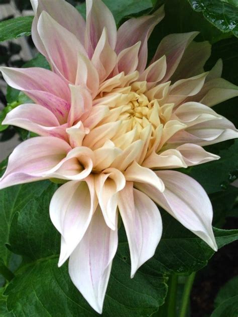 Pin By Quilling Byvoichi On Darling Dahlia Beautiful Flowers Plants