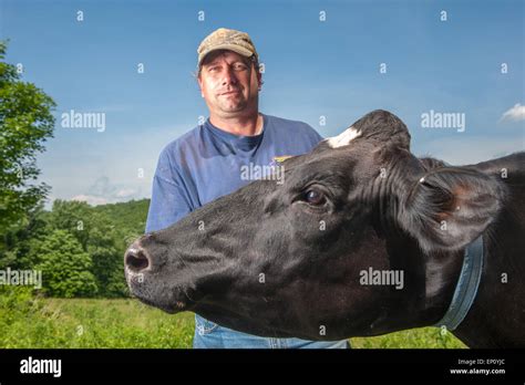 Man Standing With Cow In A Field In Honesdale Pa Stock Photo Alamy