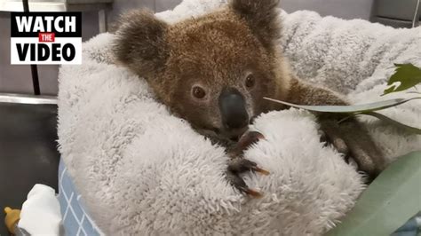 Cass The Koala Being Hand Raised By Zoo Staff Au — Australia