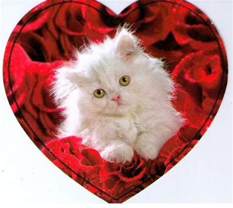 Valentine Kitten Cat Valentine Victorious Valentines Day Cat Kitten