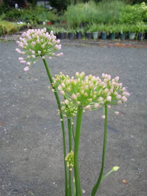 Allium X ‘in Orbit Ornamental Onion Hickory Hollow Nursery And