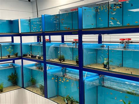 Exotic Fish Shop With Big Ambitions Opens In Runcorn Inyourarea News