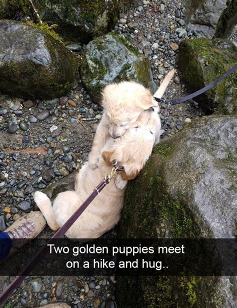 228 Funny And Cute Dog Snapchats That Will Make Your Day New Pics