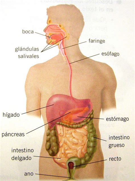 El Sistema Digestivo Partes Del Sistema Digestivo