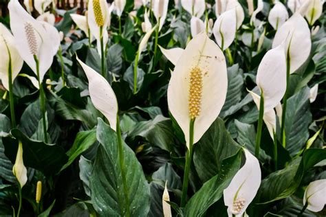 How To Care For Peace Lilies Spathiphyllum Nurserybuy
