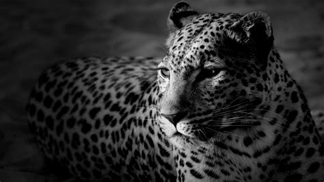 White Leopard Wallpapers Top Free White Leopard Backgrounds