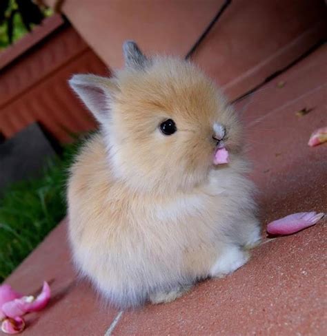 The Cutest Baby Bunny In The World