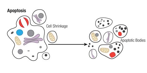 Mechanisms Of Cell Death Apoptosis