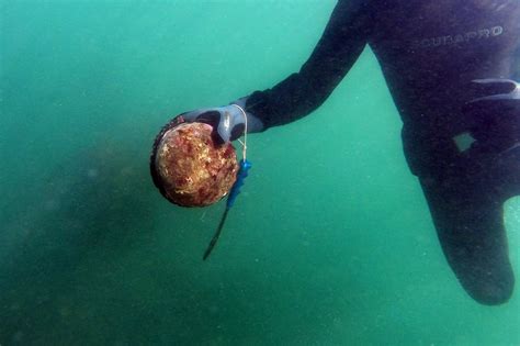In Hunt For Red Abalone Divers Face Risks And Poachers Face The Law The New York Times