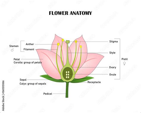 Angiosperm Flower Morphology Cross Section Detailed Diagram With Cross Section Vector