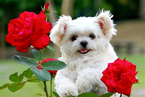 Fluffy Puppy Wallpapers Top Free Fluffy Puppy Backgrounds