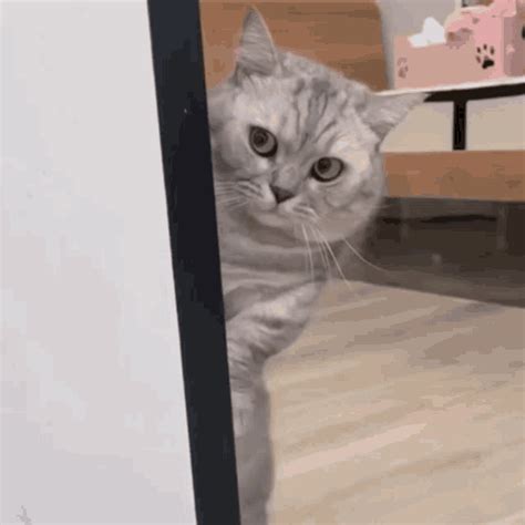 Cat Cats GIF Cat Cats Cats Of The World Discover Share GIFs