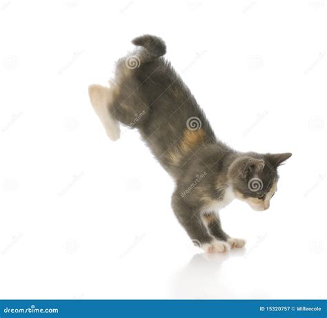 Kitten Jumping Royalty Free Stock Photography Image 15320757