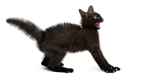 Best Scared Cat Stock Photos Pictures And Royalty Free Images Istock