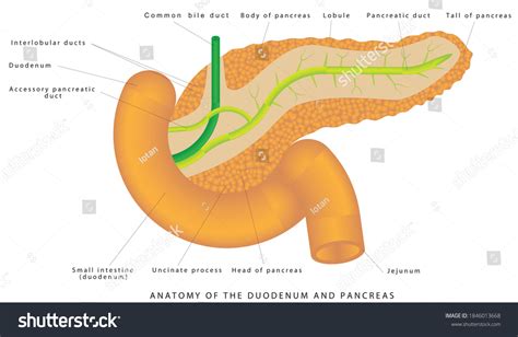 Duodenum And Pancreas Pancreas And Duodenum Royalty Free Stock