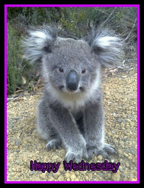 Happy Wednesday Cute Animals Koala Cute Baby Animals
