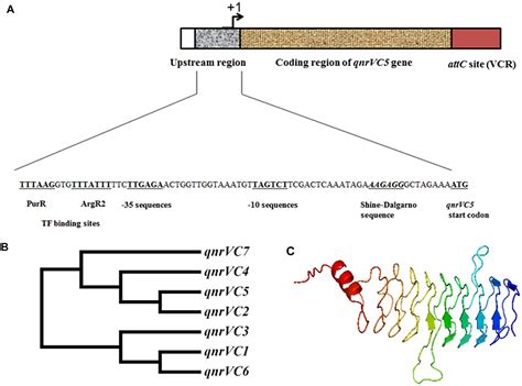 Frontiers | Characterization of Vibrio fluvialis qnrVC5 Gene in Native ...