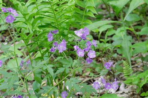 Purple Phacelia Virginia Wildflowers
