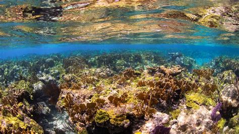Bahamas Below Underwater 4k Youtube