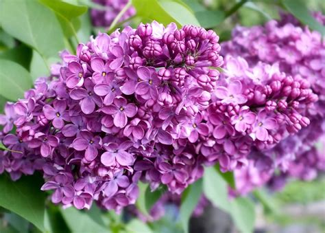 Lilac Blossom Flowers · Free Photo On Pixabay