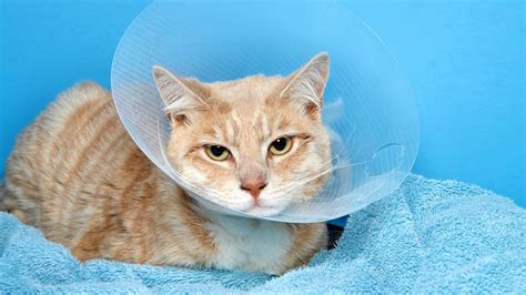 Diy Cone Collar For Cats Do It Your Self