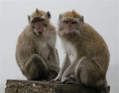 Two Monkeys 2007 10 2412 06 55 Apinat Näköalapaikan Kaite Flickr