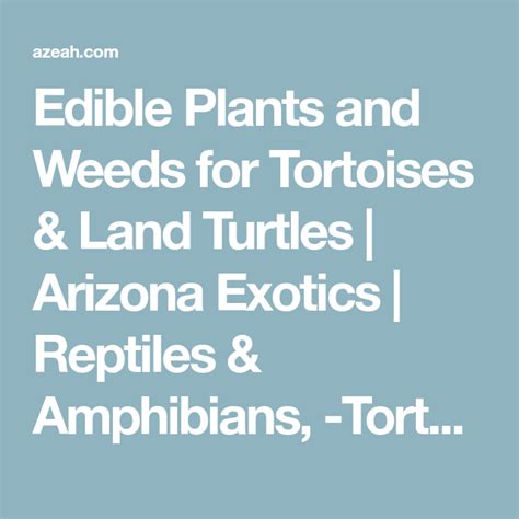 Edible Plants And Weeds For Tortoises Land Turtles Arizona Exotics