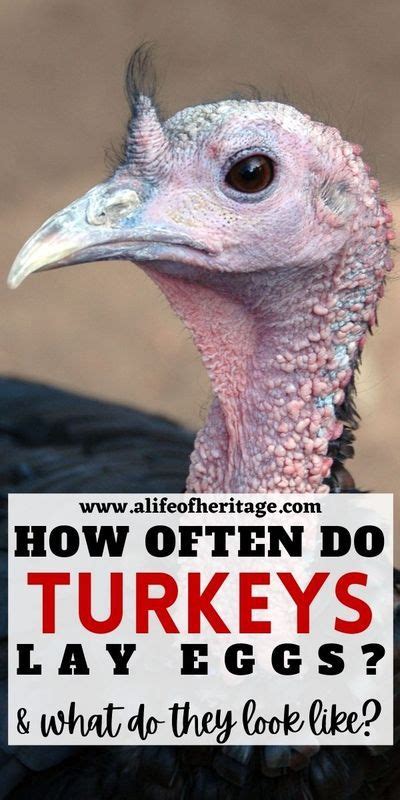 Do Turkeys Lay Eggs Your Questions Answered Great Turkey Egg Info