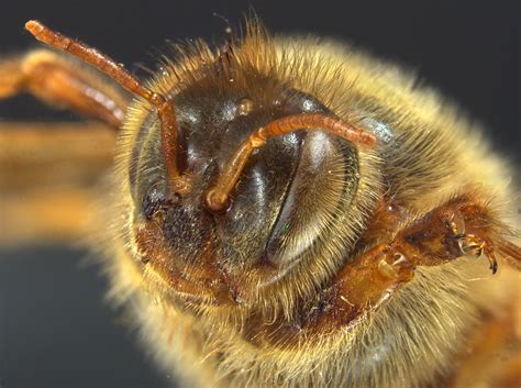 New Zealands Native Bees Quiet Lives Of Desperation Te Papas Blog