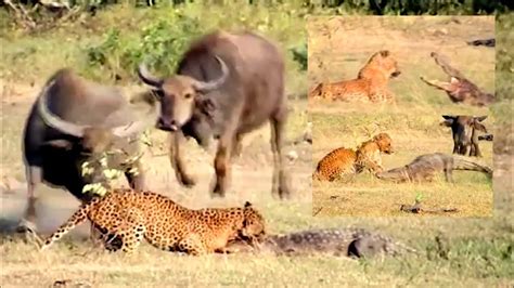 Leopard Vs Crocodile Yala National Park Sri Lanka Youtube