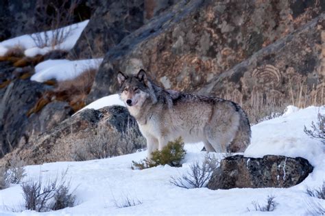 Gray Wolf In Winter Snow Yellowstone Natl Park Photo Print Photos By
