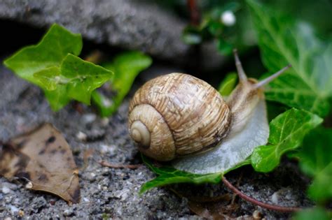 Déjà dans l'antiquité, on avait recours à la bave d'escargot pour soigner la toux, les otites, les brûlures, etc. Comment choisir sa crème à la bave d'escargot ? - La Mode ...