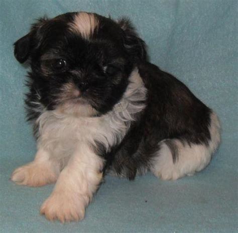(federal way) pic hide this posting restore restore this posting. Brindle & White AKC Shih Tzu Male - REED for Sale in ...
