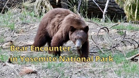 Surprising Black Bear Encounter In Yosemite National Park 2021 Youtube