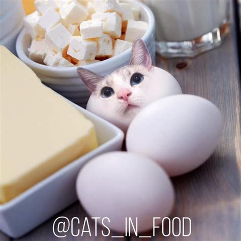 Artist Photoshop Cats Into Food And The Results Are Hilariously Cute