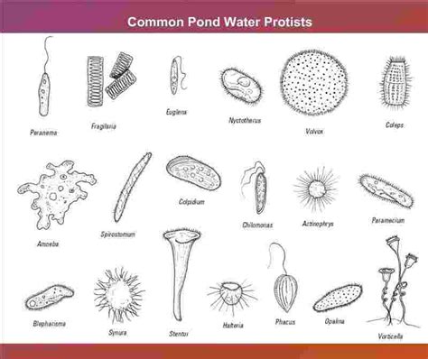 Protists Explained With Their Characteristics