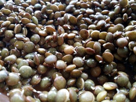 How To Sprout Beans Grains And Seeds Zero Waste Chef