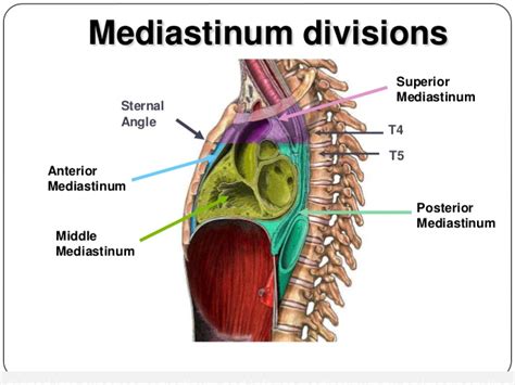 Anterior Mediastinum Anatomy