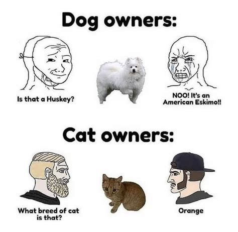 Dog Owners Vs Cat Owners Rmemes Know Your Meme