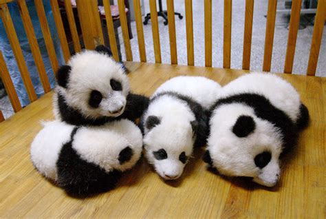 Panda Pandas Baer Bears Baby Cute 29 Wallpaper 2048x1374 364456