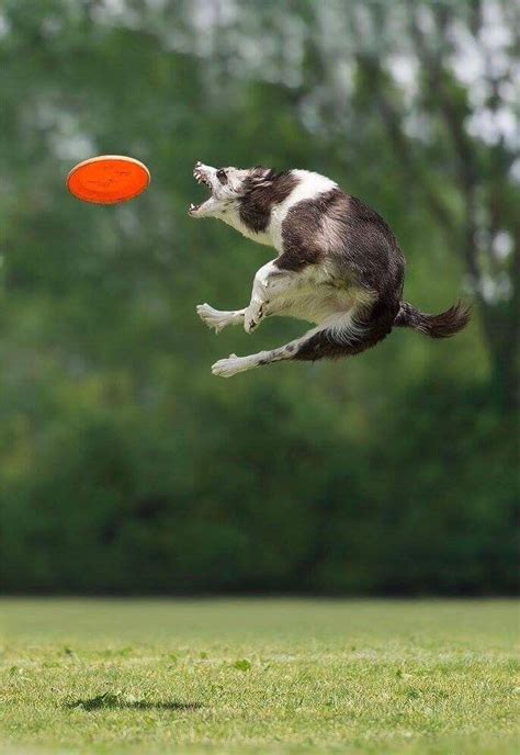 Frisbee Dog Photography By Claudio Piccoli Smartest Dogs Sporting