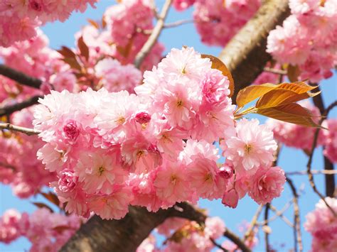 Free Images Tree Branch Fruit Flower Petal Bloom Food Spring