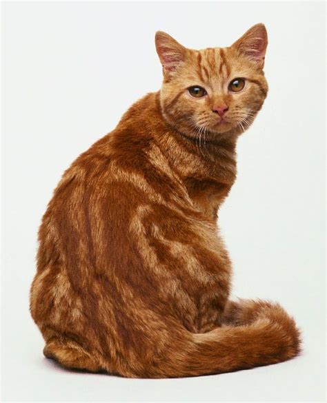 Fluffy Orange Cat Breeds Pets Lovers